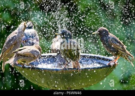 3. Apr 2018. UK Wetter. Stare Abkühlen in ein Vogelbad während dieser Hitzewelle von Wetter als Wildlife kämpft mit der Mangel an natürlichen Wasser fertig zu werden. Credit: Ed Brown/Alamy leben Nachrichten Stockfoto