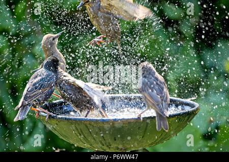 3. Apr 2018. UK Wetter. Stare Abkühlen in ein Vogelbad während dieser Hitzewelle von Wetter als Wildlife kämpft mit der Mangel an natürlichen Wasser fertig zu werden. Credit: Ed Brown/Alamy leben Nachrichten Stockfoto