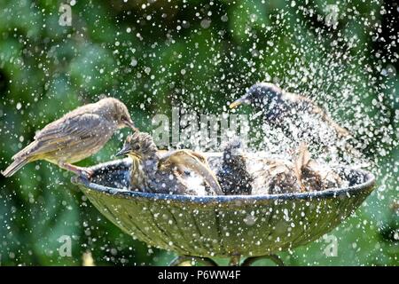 3. Apr 2018. UK Wetter. Stare Abkühlen in ein Vogelbad während dieser Hitzewelle von Wetter als Wildlife kämpft mit der Mangel an natürlichen Wasser fertig zu werden. Credit: Ed Brown/Alamy leben Nachrichten Stockfoto