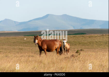 Builth Wells, Powys, UK. 3. Juli 2018. Nach einem heißen Tag, ein Welsh Mountain Pony Stute und Fohlen grasen auf den Mynyd Epynt Strecke nahe Builth Wells, Powys, Wales, vor dem Hintergrund der Brecon Beacons National Park. Credit: Graham M. Lawrence/Alamy Leben Nachrichten. Stockfoto