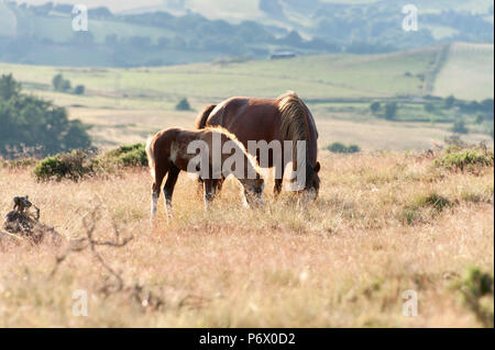 Builth Wells, Powys, UK. 3. Juli 2018. Nach einem heißen Tag, ein Welsh Mountain Pony Stute und Fohlen grasen auf den Mynyd Epynt Strecke nahe Builth Wells, Powys, Wales, UK. Credit: Graham M. Lawrence/Alamy Leben Nachrichten. Stockfoto