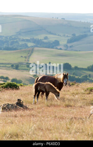 Builth Wells, Powys, UK. 3. Juli 2018. Nach einem heißen Tag, ein Welsh Mountain Pony Stute und Fohlen grasen auf den Mynyd Epynt Strecke nahe Builth Wells, Powys, Wales, UK. Credit: Graham M. Lawrence/Alamy Leben Nachrichten. Stockfoto