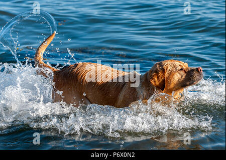 Schull, West Cork, Irland. 3. Juli 2018. Lucy, die 7 Jahre alte Golden Labrador, spielt im Meer an diesem Abend. Die hitzewelle zeigt keine Anzeichen von endend mit Temperaturen Prognose in der Hohen 20 °Celsius für mindestens eine Woche. Credit: Andy Gibson/Alamy Leben Nachrichten. Stockfoto