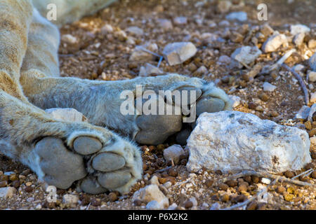 Vorderpfoten von Lion Panthera leo - im Etosha, Namibia Stockfoto