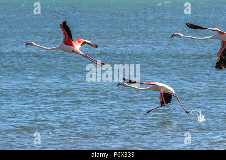 Drei Flamingos - Phoenicopterus Roseus - weg von der Bucht von Lüderitz Stockfoto