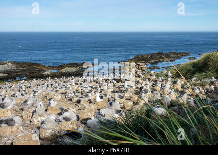 Blick über den Schwarzen der tiefsten Albatross Kolonie am Kirchturm Jason Island, Falkland Inseln Stockfoto