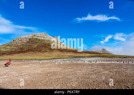 Expedition Cruise Ship Passagiere fotografieren Pinguine am Gentoo Pinguin Kolonie am Kirchturm Jason Island, Falkland Inseln Stockfoto