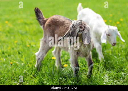 Paar baby goat Kinder auf den Frühling Gras spielen zusammen. Stockfoto