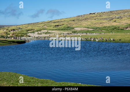 Gentoo Pinguin Kolonie am Grab Cove, West Falkland, Falkland Inseln, mit der Mauser Pinguine, Falkland Inseln Stockfoto