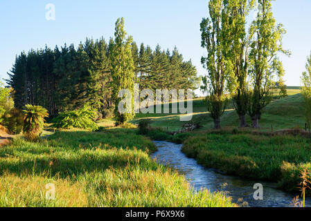 River entlang der Te Waihou Blue Springs Gehweg im Süden Waikato Stockfoto