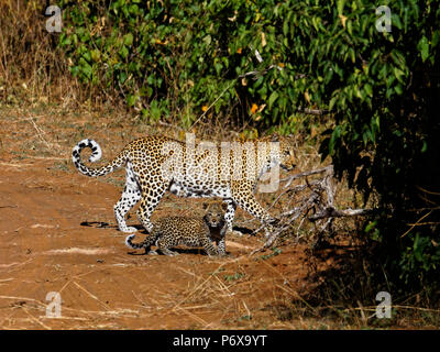 Mutter und Baby leopard gehen über einen Track im Chobe National Park, Botswana Stockfoto