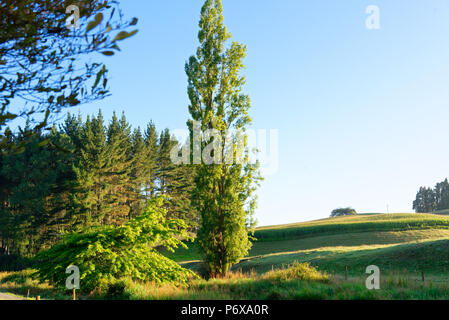 Am frühen Morgen in einem ländlichen Gebiet in Neuseeland Stockfoto