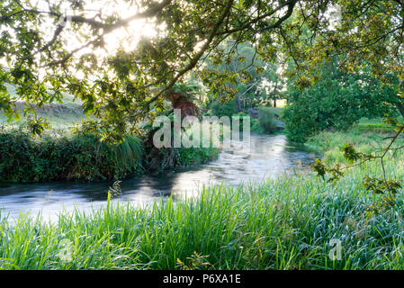 River entlang der Te Waihou Blue Springs Gehweg im Süden Waikato Stockfoto