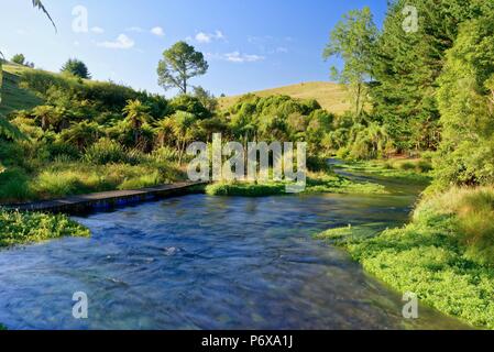 River entlang der Te Waihou Blue Springs Gehweg im Süden Waikato Stockfoto