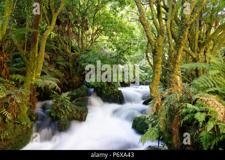 Lange Belichtung eines Flusses entlang der Te Waihou Gehweg im Süden Waikato, Neuseeland Stockfoto