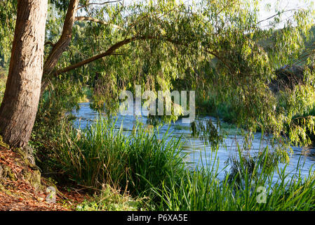 River entlang der Te Waihou Blue Springs Gehweg im Süden Waikato Stockfoto