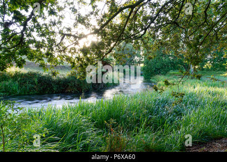 River entlang der Te Waihou Blue Springs Gehweg im Süden Waikato Stockfoto