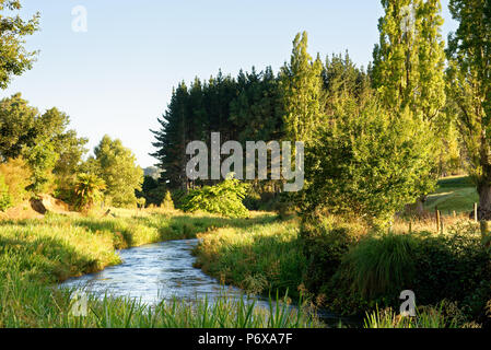 River entlang der Te Waihou Blue Springs Gehweg im Süden Waikato Stockfoto