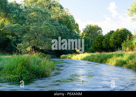 River entlang der Te Waihou Blue Springs Gehweg im Süden Waikato Stockfoto