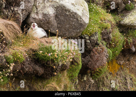 Der nördliche Fulmar Fulmaris glacialis, ein Erwachsener saß auf einem Nest, das sich gähnte. Stockfoto