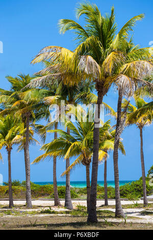 Kuba, Jardines del Rey, Cayo Guillermo, Playa El Paso, Palmen in den Gärten des Sol Guillermo Hotel Stockfoto
