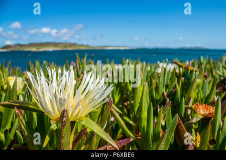 Hottentotte Abb. Carpobrotus edulis, in der Blume an der Küste von Bryher, Isles of Scilly, Mai 2016 Stockfoto