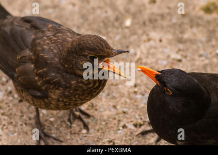Amsel Turdus merula, einem erwachsenen Männchen füttert seine Jungen, die St Mary's, Scilly-inseln, Mai Stockfoto