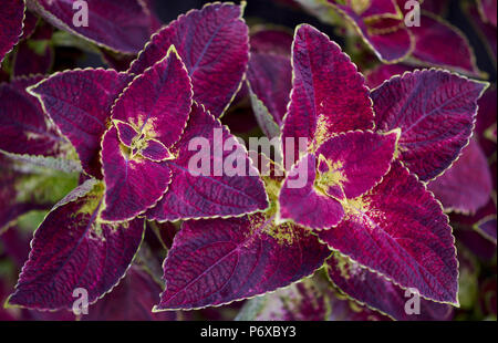 Deep Purple Solenostemon scutellarioides Malibu rote Blume Nahaufnahme Coleus blumei Plectranthus scutellarioides lackiert Brennnessel Stockfoto