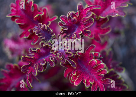 Deep Purple Solenostemon scutellarioides Malibu rote Blume Nahaufnahme Coleus blumei Plectranthus scutellarioides lackiert Brennnessel Stockfoto