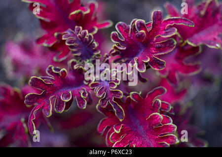 Deep Purple Solenostemon scutellarioides Malibu rote Blume Nahaufnahme Coleus blumei Plectranthus scutellarioides lackiert Brennnessel Stockfoto