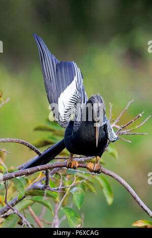 Anhinga, erwachsene Männchen auf dem Zweig Umwerbung, Wakodahatchee Feuchtgebiete, Delray Beach, Florida, USA, Anhinga anhinga Stockfoto