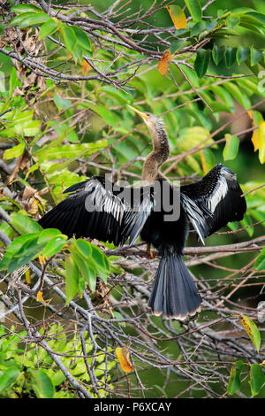 Anhinga, nach Trocknung Federn, Wakodahatchee Feuchtgebiete, Delray Beach, Florida, USA, Anhinga anhinga Stockfoto