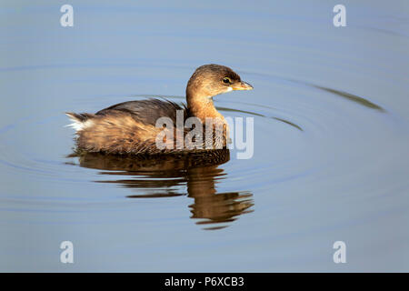 Pied-billed Grebe, Erwachsene schwimmen im Wasser, Wakodahatchee Feuchtgebiete, Delray Beach, Florida, USA, Podilymbus podiceps Stockfoto