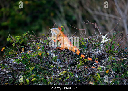 Gemeinsame Leguan, Erwachsenen auf dem Baum rötlich gefärbt, Wakodahatchee Feuchtgebiete, Delray Beach, Florida, USA, Iguana iguana Stockfoto