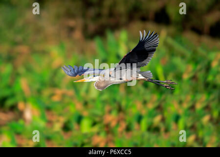 Great Blue Heron, erwachsenen Fliegen, Wakodahatchee Feuchtgebiete, Delray Beach, Florida, USA, Ardea herodias Stockfoto