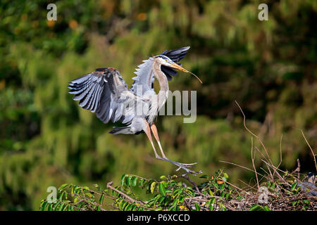 Great Blue Heron, Erwachsene fliegen mit Nistmaterial, Wakodahatchee Feuchtgebiete, Delray Beach, Florida, USA, Ardea herodias Stockfoto