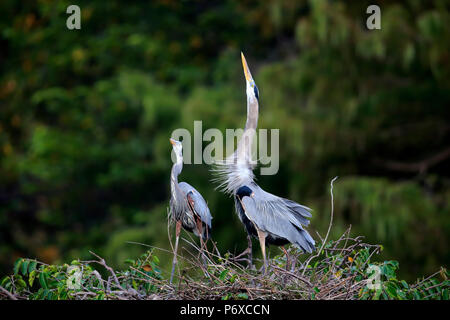 Great Blue Heron, erwachsene Paare an der Nest Umwerbung, Wakodahatchee Feuchtgebiete, Delray Beach, Florida, USA, Ardea herodias Stockfoto
