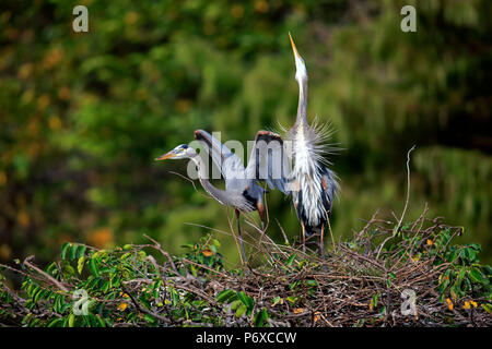 Great Blue Heron, erwachsene Paare an der Nest Umwerbung, Wakodahatchee Feuchtgebiete, Delray Beach, Florida, USA, Ardea herodias Stockfoto