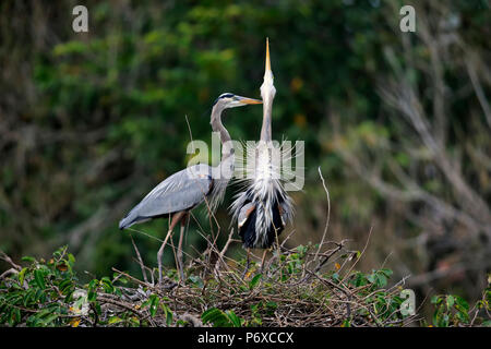 Great Blue Heron, erwachsene Paare an der Nest Umwerbung, Wakodahatchee Feuchtgebiete, Delray Beach, Florida, USA, Ardea herodias Stockfoto
