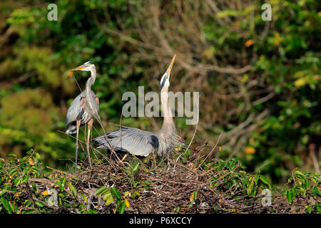 Great Blue Heron, erwachsene Paare an der Nest Umwerbung, Wakodahatchee Feuchtgebiete, Delray Beach, Florida, USA, Ardea herodias Stockfoto