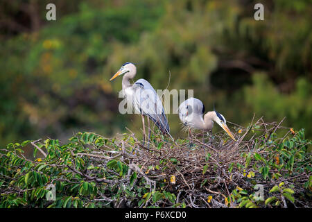 Great Blue Heron, erwachsene Paare an der Nest, Wakodahatchee Feuchtgebiete, Delray Beach, Florida, USA, Ardea herodias Stockfoto