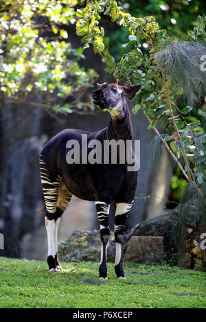 Okapi, nach Fütterung, Afrika, Okapia johnstoni Stockfoto