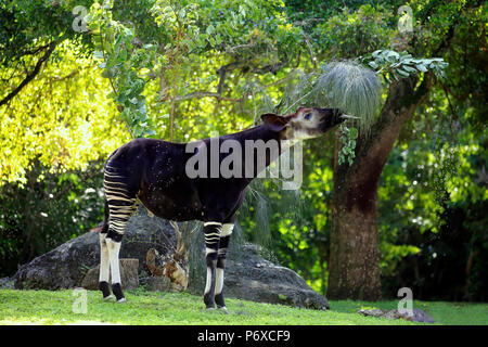 Okapi, nach Fütterung, Afrika, Okapia johnstoni Stockfoto