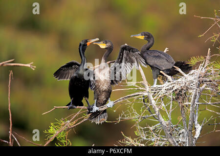 Neotropis Kormoran, Wakodahatchee olivaceous Kormoran, Feuchtgebiete, Delray Beach, Florida, USA, Dendrocopos brasilianus Stockfoto