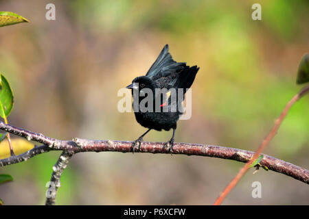 Red Winged Blackbird, erwachsenen männlichen auf Zweig, Wakodahatchee Feuchtgebiete, Delray Beach, Florida, USA, Agelaius phoeniceus Stockfoto