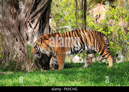 Sumatra Tiger, erwachsenen männlichen Wandern, Sumatra, Asien, Panthera tigris sumatrae Stockfoto