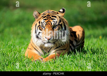 Sumatra Tiger, erwachsenen männlichen, Sumatra, Asien, Panthera tigris sumatrae Stockfoto