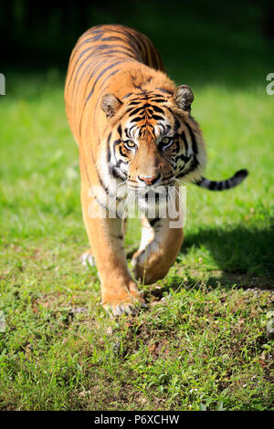 Sumatra Tiger, erwachsenen männlichen Wandern, Sumatra, Asien, Panthera tigris sumatrae Stockfoto