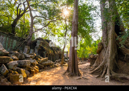 Ta Prohm Tempel (Rajavihara), Provinz Siem Reap, Kambodscha, Angkor, UNESCO-Weltkulturerbe Stockfoto