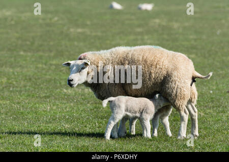 Texel Schafe, Texel, Niederlande Stockfoto